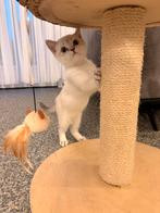 Britse korthaar kitten, Kater, Ontwormd, 0 tot 2 jaar