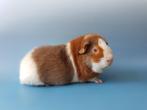 US Teddy cavia, Dieren en Toebehoren, Mannelijk, Cavia, Na 1 juli 2024, Tam