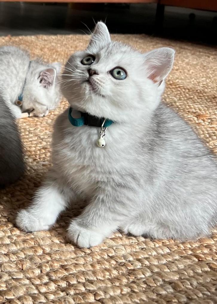100% Raszuivere Britse Korthaar X Langhaar Kittens, Dieren en Toebehoren, Katten en Kittens | Raskatten | Korthaar, Meerdere dieren