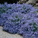 Campanula Poscharskyana..☀️  5 voor, Ophalen
