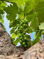 Vitis Druif Oude Stam, Ophalen, Lente