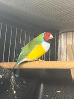 Gauldamadine, Dieren en Toebehoren, Vogels | Parkieten en Papegaaien, Meerdere dieren, Parkiet