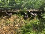 Amrock Kriel kuikens, Dieren en Toebehoren, Meerdere dieren, Kip