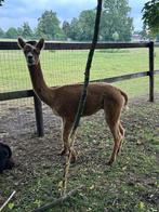 Knappe roan  alpaca dekhengst, Dieren en Toebehoren, Overige Dieren, Mannelijk, Voor 1 juli 2024