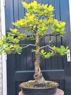 Bonsai Quercus robur, Zomereik, Tuin en Terras, Planten | Bomen, Overige soorten, Ophalen