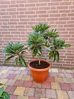Daphniphyllum macropodum - Redneck Rhody, Tuin en Terras, Planten | Tuinplanten, Ophalen, Zomer, Volle zon