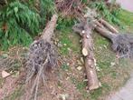 Hout coniferenstammen, Tuin en Terras, Haardhout, Ophalen, Overige houtsoorten, Stammen