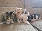 Hele lieve kittens mogen vanaf 13-9 hun nestje verlaten., Dieren en Toebehoren, Katten en Kittens | Overige Katten, Meerdere dieren