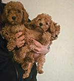 Toy poedel puppy's reutjes, Poedel, Parvo, Reu, 8 tot 15 weken