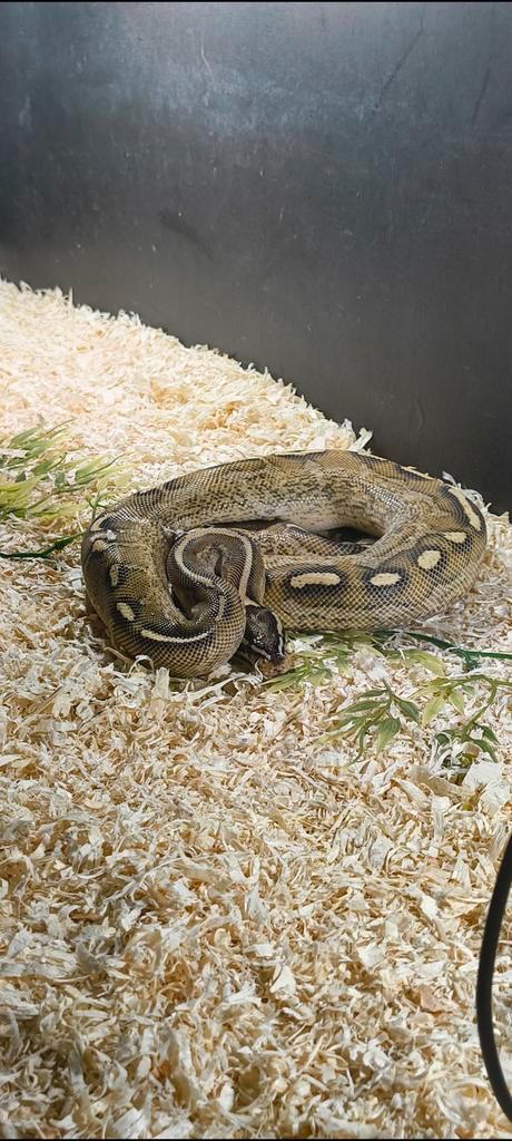 Ballpython 1.0