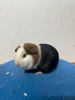 Jonge cavias zeugen en beertjes, Cavia, November, Meerdere dieren, Tam