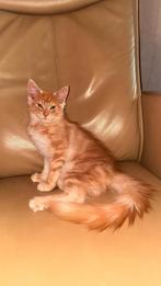 Rode maine coon kitten mag per  direct weg, Kater