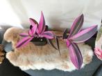 Tradescantia pink stripe, Huis en Inrichting, Kamerplanten, Ophalen of Verzenden, Overige soorten, Minder dan 100 cm