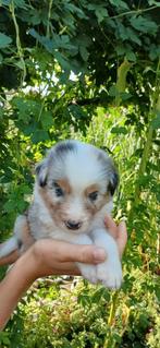 Australian Shepperd pups, 8 tot 15 weken, Meerdere, Meerdere dieren, Herder