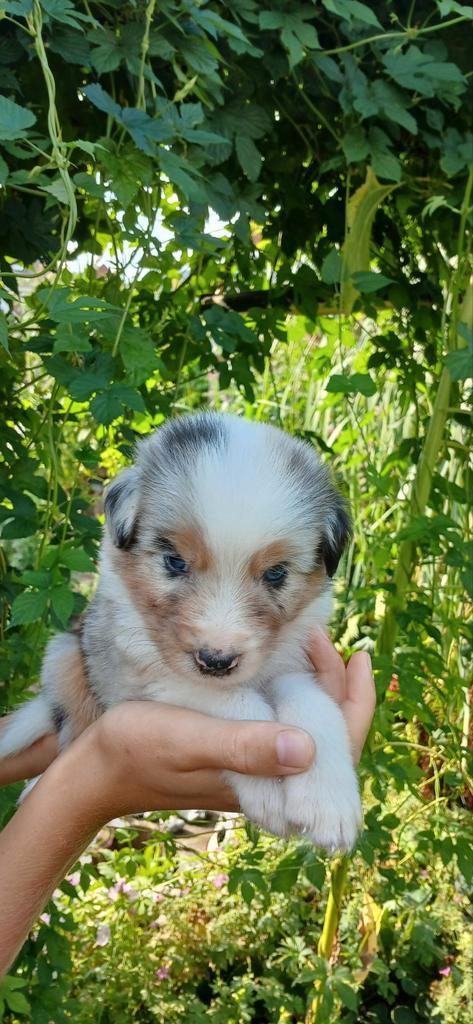 Australian Shepperd pups, Dieren en Toebehoren, Honden | Herdershonden en Veedrijvers, Meerdere dieren, Herder, Particulier, Meerdere