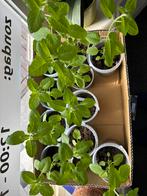 Tulsi plantjes, Ophalen, Volle zon, Vaste plant, Bloeit niet