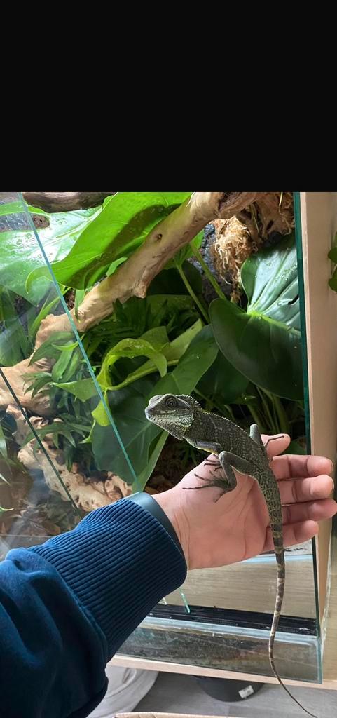 Chinese wateragaam + alle toebehoren te koop, Dieren en Toebehoren, Reptielen en Amfibieën, 3 tot 6 jaar