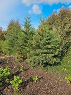 mammoetboom, Tuin en Terras, Ophalen, Volle zon, Overige soorten