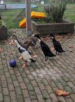 Jonge loopeendjes, Dieren en Toebehoren, Pluimvee, Meerdere dieren, Eend