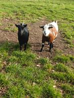 Geitjes te koop, Dieren en Toebehoren, Vrouwelijk, Geit