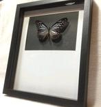 Vlinder in lijst, Antiek en Kunst, Ophalen of Verzenden