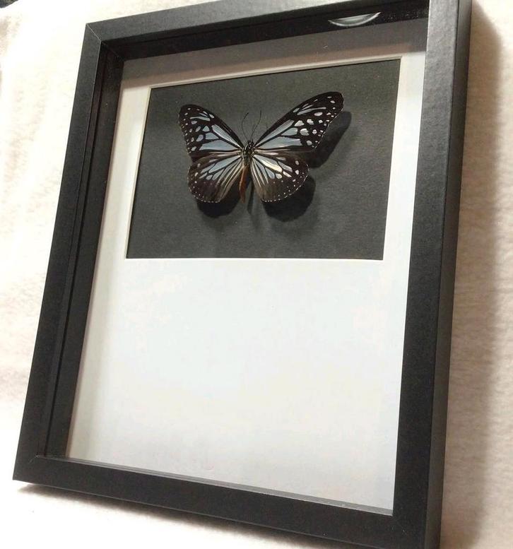 Vlinder in lijst, Antiek en Kunst, Kunst | Overige Kunst, Ophalen of Verzenden