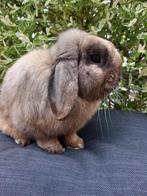 Raszuivere mini lop rammetje, Mannelijk, Klein, Hangoor, 0 tot 2 jaar