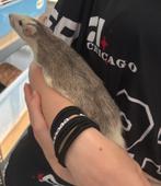 2 super mooie tamme husky ratten ratjes mannen.5 maanden oud, Dieren en Toebehoren, Knaagdieren, Rat, Maart, Mannelijk, Tam