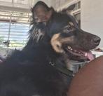 Lieve speelse Reu, ras onbekend