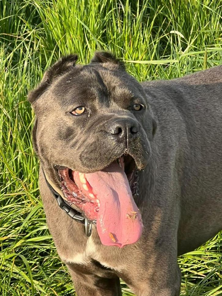 rashonden, Boeken, Dieren en Huisdieren, Honden, Ophalen