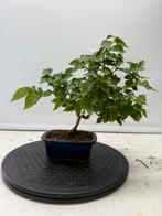 Morus japonica/ Morus alba bombycis shohin bonsai, In pot, Halfschaduw, Lente, Minder dan 100 cm