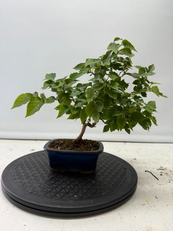Morus japonica/ Morus alba bombycis shohin bonsai beschikbaar voor biedingen