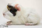 Choco buff witte peruvian cavia, Dieren en Toebehoren, Knaagdieren, Cavia, Mannelijk, Tam, Oktober