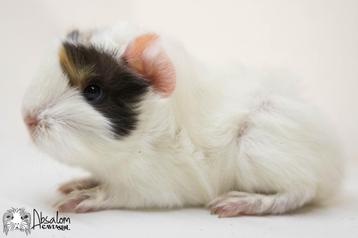 Choco buff witte peruvian cavia beschikbaar voor biedingen