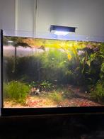 Red cherry shrimp, Dieren en Toebehoren, Vissen | Aquariumvissen, Kreeft, Krab of Garnaal, Zoetwatervis