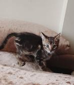 Mooie Xing Ragdoll.kittens, Dieren en Toebehoren, Katten en Kittens | Overige Katten, Meerdere dieren, Kortharig, 0 tot 2 jaar