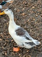 Loopeenden, Dieren en Toebehoren, Pluimvee, Meerdere dieren, Eend