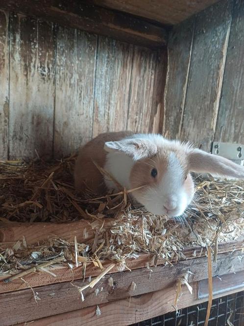 Hollandertjes geel, beige en isabel., Dieren en Toebehoren, Konijnen, Klein, Meerdere dieren, 0 tot 2 jaar
