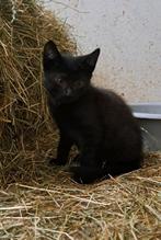 Zwarte kitten - wegens annulering, Dieren en Toebehoren, Kater