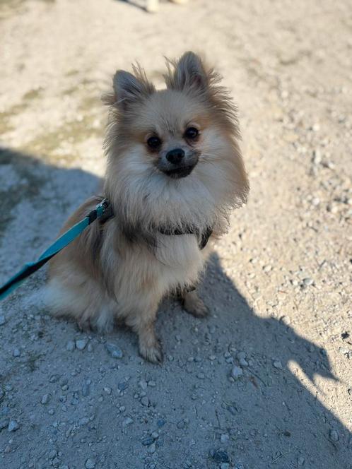 Pomeriaan 1,5 jaar MOET WEG, Dieren en Toebehoren, Honden | Poolhonden, Keeshonden en Oertypen, Teef, Keeshond, Particulier, Eén hond