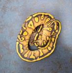 Python regius / koningspythons, Dieren en Toebehoren, Reptielen en Amfibieën, Slang