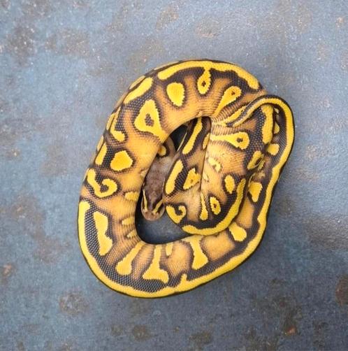 Python regius / koningspythons, Dieren en Toebehoren, Reptielen en Amfibieën, Slang