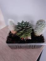 Cactussen 3 in een bakje Cactussen zijn H 15 BIJ 6 CM € 5,00, Ophalen, Overige soorten, Minder dan 100 cm