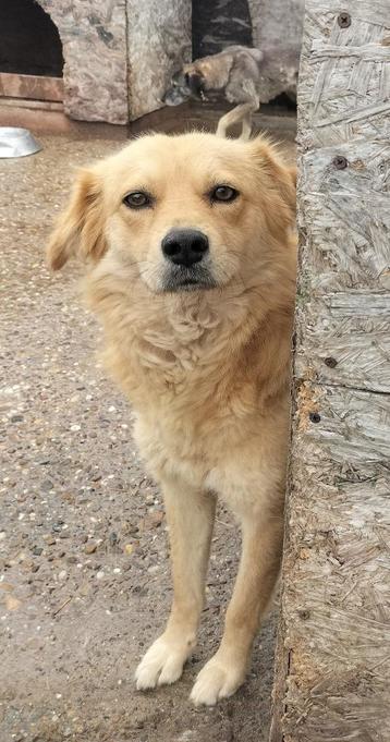 Sierlijke Ionny ter Adoptie!  beschikbaar voor biedingen
