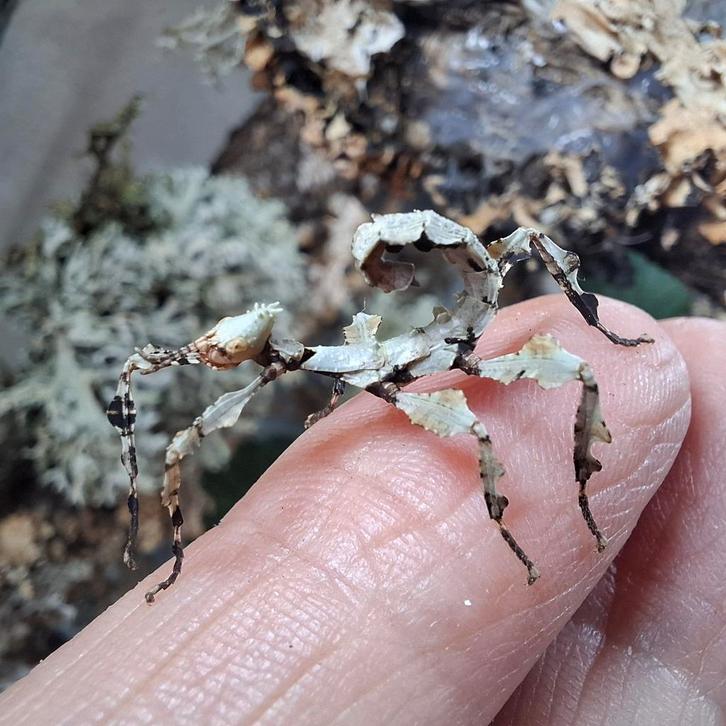 Australische flappentak Innisfail nimfjes. Korstmoskleur, Dieren en Toebehoren, Insecten en Spinnen