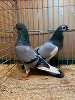 Kweekkoppel Wener Hoogvliegers, Dieren en Toebehoren, Meerdere dieren, Tuimelaar of Roller