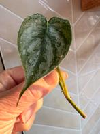 Philodendron Brandtianum Stek Geworteld, Overige soorten, In pot, Minder dan 100 cm, Groene kamerplant