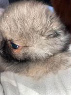 Prachtig lief en gezond Pomeriaan reutje, Rabiës (hondsdolheid), 8 tot 15 weken, Eén hond, Nederland