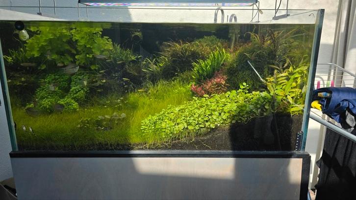 Vissen te koop, Dieren en Toebehoren, Vissen | Aquaria en Toebehoren, Zo goed als nieuw, Ophalen