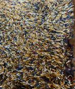 Brink en Campman WK Wohnen Lana tapijt 2x 3 NIEUW, Huis en Inrichting, Ophalen, Rechthoekig, 200 cm of meer